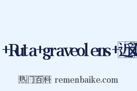 +Ruta+graveolens+近义词是什么意思的图片